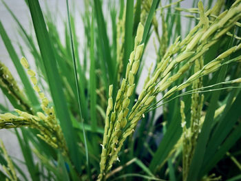 Close-up of rice crops growing on field