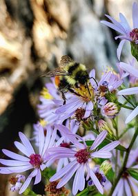 Close-up of bee perching on flower