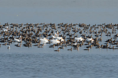 Birds in lake