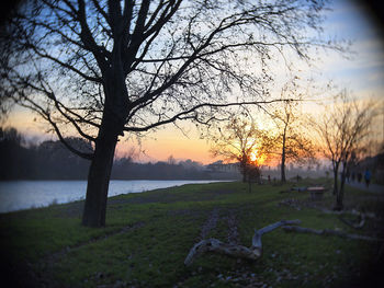 Bare trees on field against sky during sunset