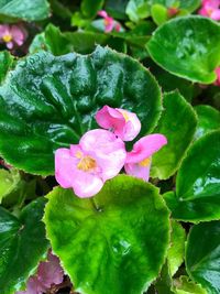 Close-up of pink flowers blooming outdoors