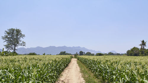 Scenic view of agricultural field against clear sky