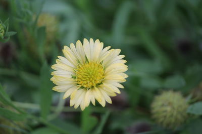 Close-up of white flower