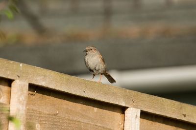 Close-up of bird perching on railing