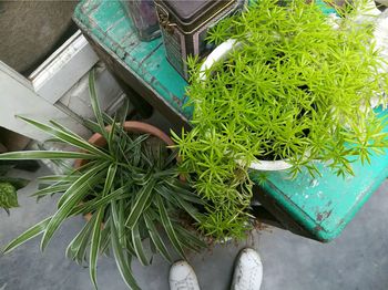 High angle view of potted plants