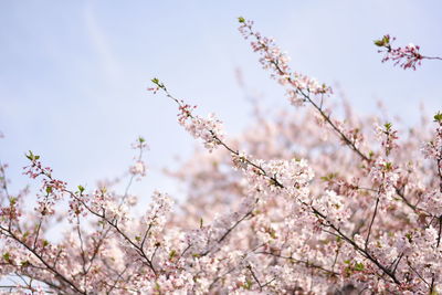 Low angle view of pink flowers blooming on tree