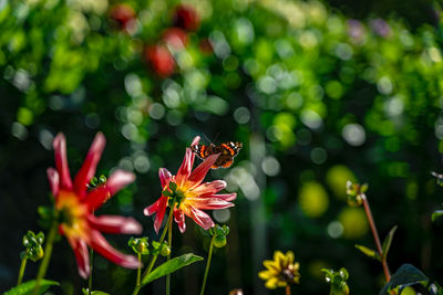 Close-up of bee pollinating on flower