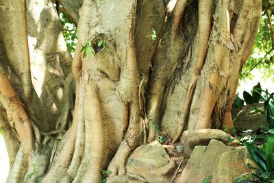 Trees in the forest