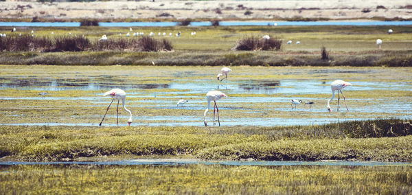 Flamingoes