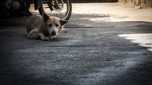 Portrait of dog sitting on sidewalk