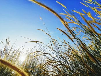 Low angle view of reeds against clear blue sky