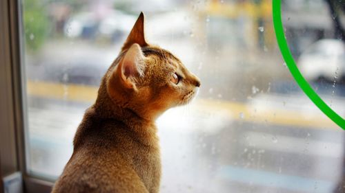 Close-up of an abyssinian cat looking through window