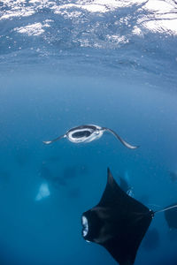 Fish swimming in sea