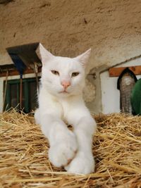 White cat sitting on floor