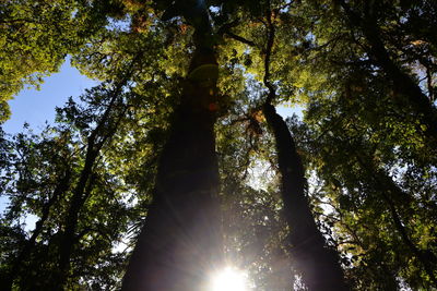 Low angle view of trees in forest