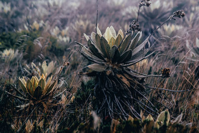 Close-up of wilted plant on field