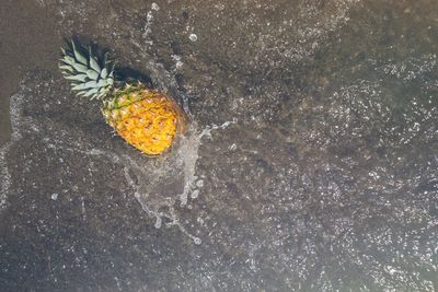 High angle view of pineapple on shore at beach