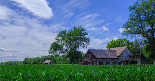 Plants growing on field by houses against sky