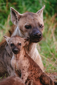 Spotted hyena mother and cub.