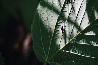 High angle view of plant leaves