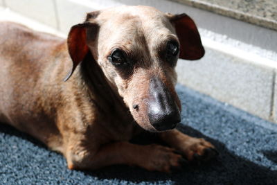 Close-up portrait of dog relaxing on floor