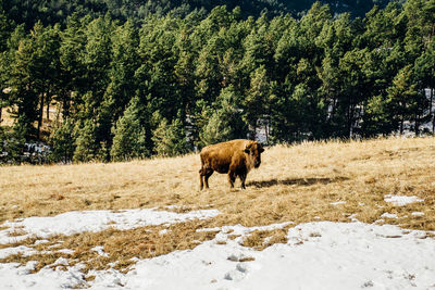 American bison on field against trees during winter