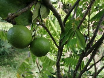 Close-up of fruits growing on tree