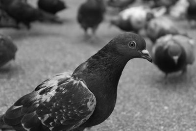 Close-up of pigeon