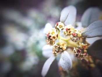 Close-up of white flower