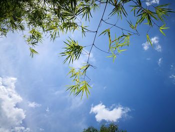 Low angle view of tree against sky