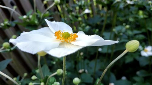 Close-up of white flowering plant