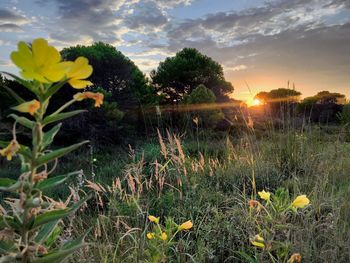 Yellow flowering plants on field against sky during sunset