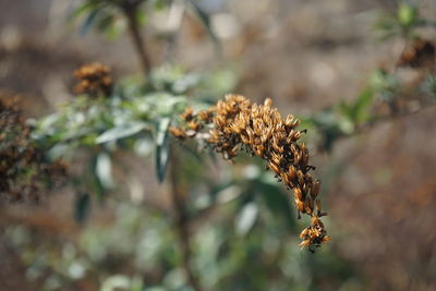 Close-up of wilted plant against blurred background