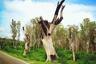 Dead tree on field against sky