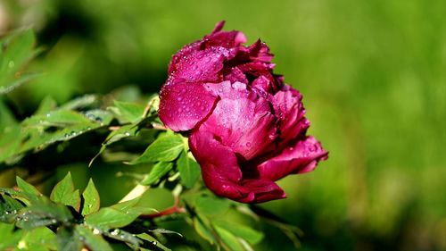 Close-up of wet pink rose