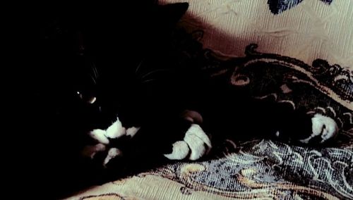 Close-up of cat relaxing on the wall