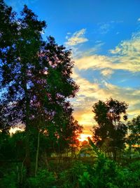 Trees on field against sky during sunset