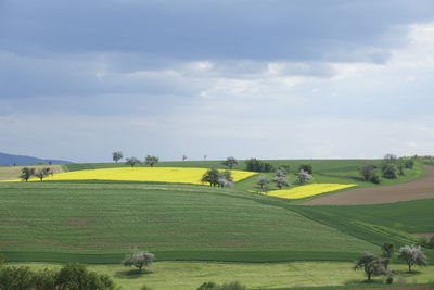 Scenic view of field against sky