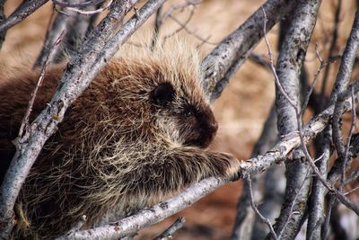 Close-up of an animal