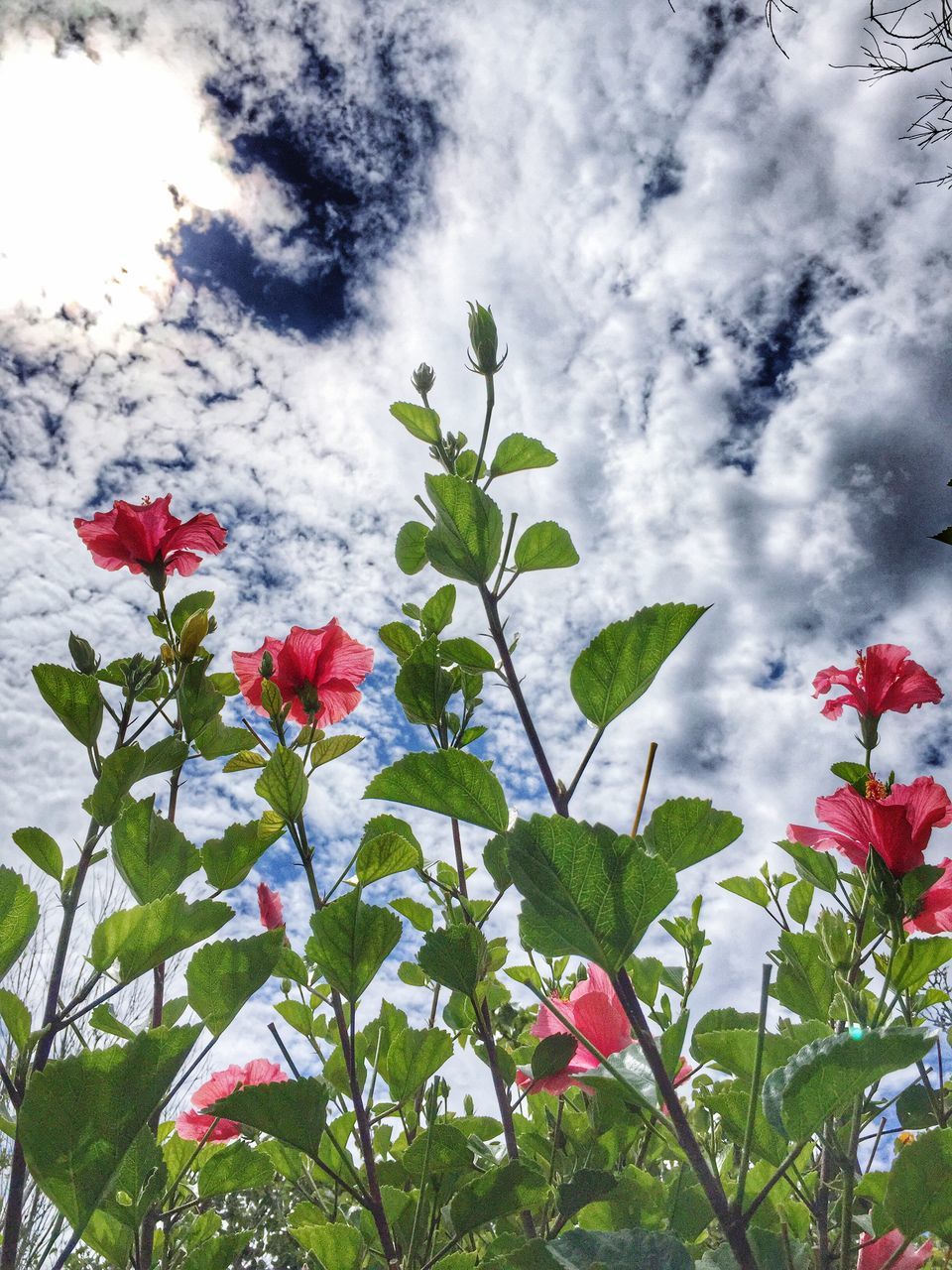 flower, growth, leaf, sky, low angle view, plant, freshness, nature, beauty in nature, fragility, cloud - sky, pink color, red, tree, branch, day, cloudy, green color, outdoors, petal