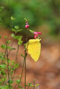 Close-up of butterfly on flower