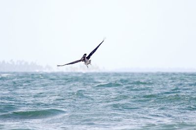 Grasshopper on sea against clear sky