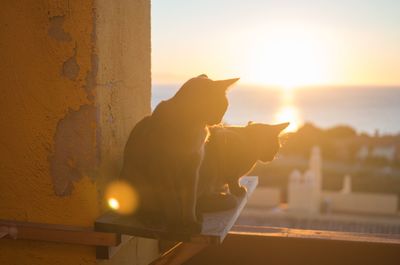 Cats sitting on wooden plank against sky during sunny day
