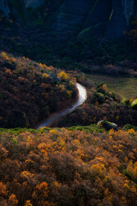 Scenic view of road amidst trees in forest