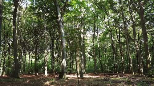 View of trees in forest