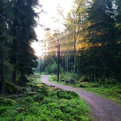 Road passing through forest