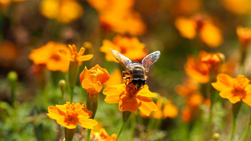 Close-up of bee pollinating on flower