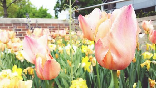 Close-up of pink tulips