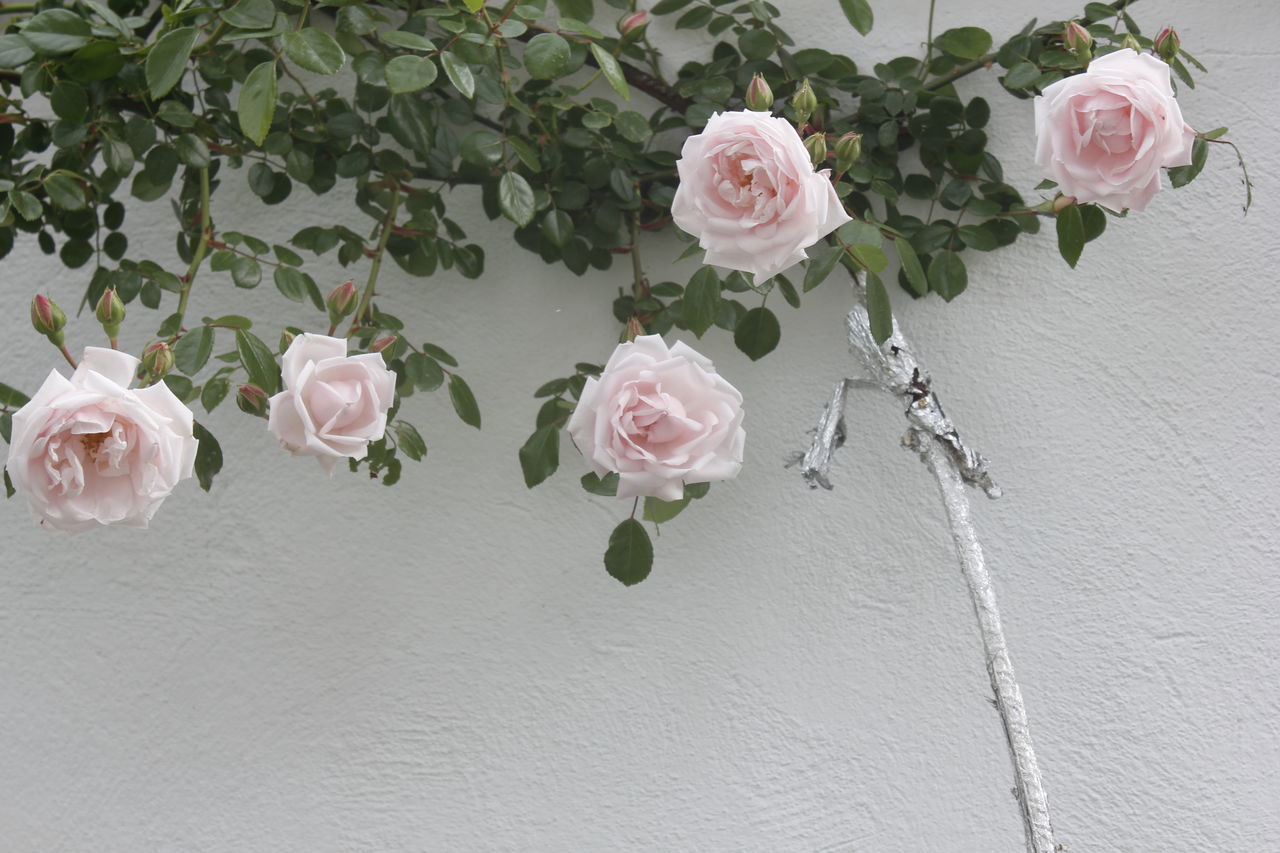 CLOSE-UP OF ROSES ON WHITE ROSE