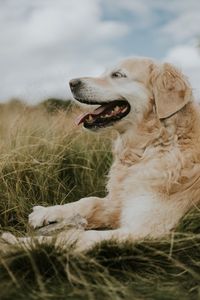 Close-up of dog sitting on grassy field